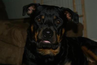 shedding excessive normal female rottweilers oklahoma