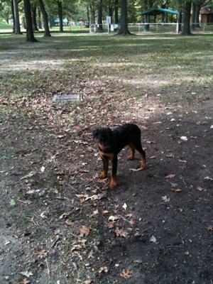 Jax at the dog park