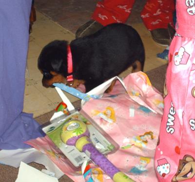 Rottweiler puppy at Christmas