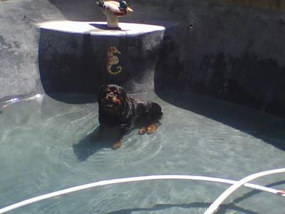 Baloo.....In the Pool