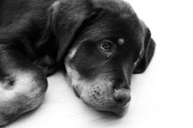 Sad little Rottweiler puppy - black and white photo