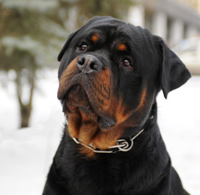 Gorgeous German Rottweiler dog