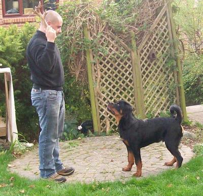 Growth Chart For Rottweiler Puppies