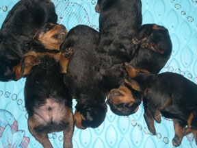 Rottweiler Age And Weight Chart