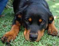 Rottweiler pup lying down
