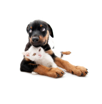 Rottweiler pup with kitten