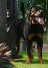 Rocky the Rotty - Rottweiler - 7 months - front view