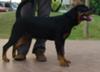 Rocky the rotty - Rottweiler - 7 months side view