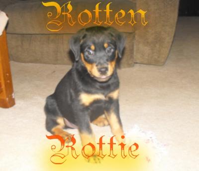 Rotten Rottie