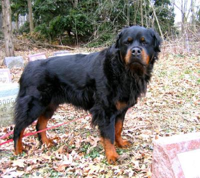 long haired rottweiler mix