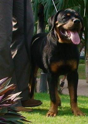 Rocky the Rotty - Rottweiler - 7 months - front view