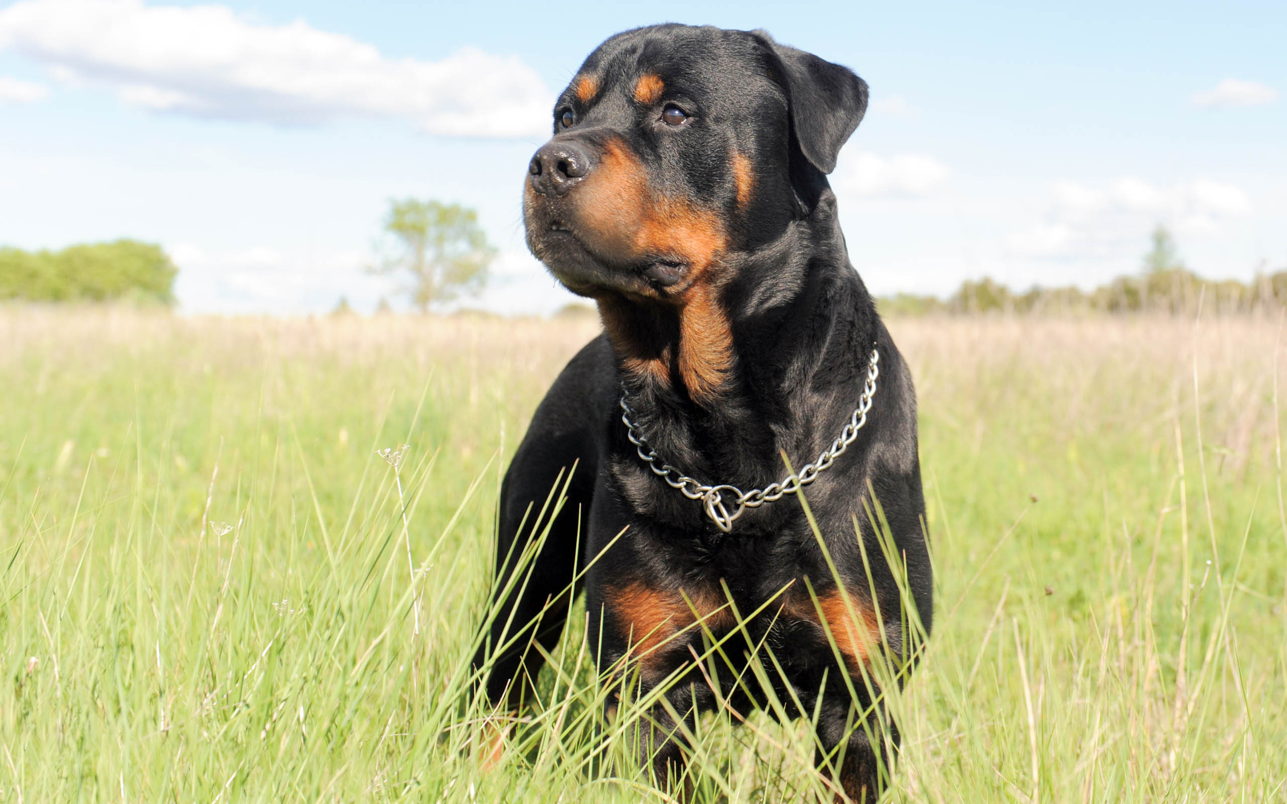 how to keep a rottweiler from being aggressive