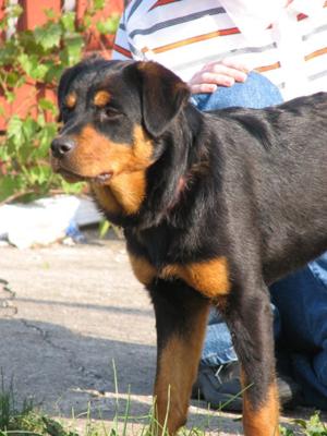 Female Rottweiler adopted from a shelter. Only weighs 50 ...