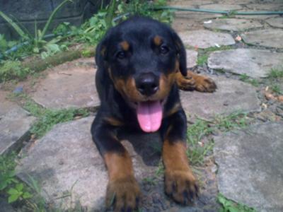 KAISER 85 days old male ROTT | A-Love-Of-Rottweilers