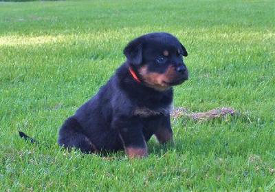 The Best Rottweiler Names A Love Of Rottweilers